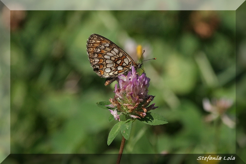 Melitaea athalia